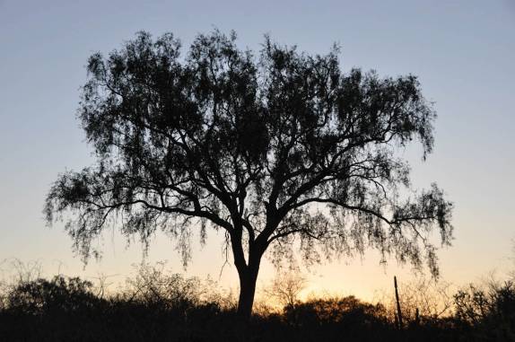Fim de tarde no Parque Nacional Ten, Agripino Enciso, em La Patria, no noroeste do Chaco - Paraguai